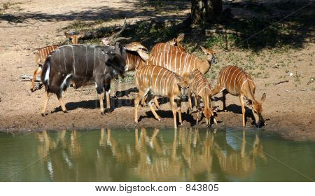 Le pecore e le Ram nyala