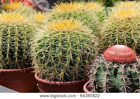 Cactus in pot.