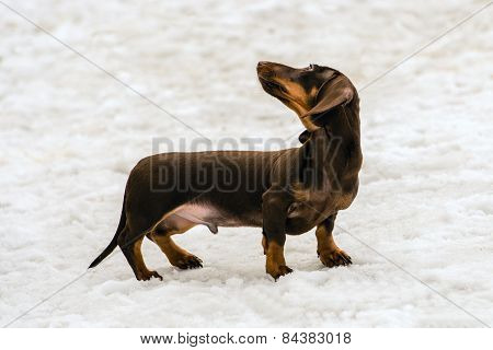 Dachshund turns head back.