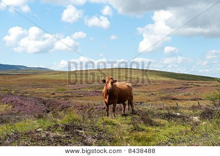 Vaca en las montañas