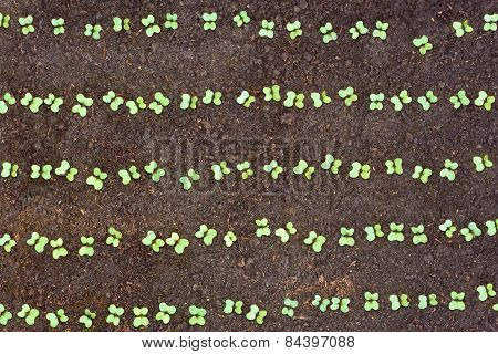 New Seedlings Of Cabbage In Soil