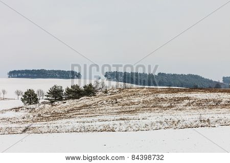 Trees In Field Covered By Snow. Winter Scenery