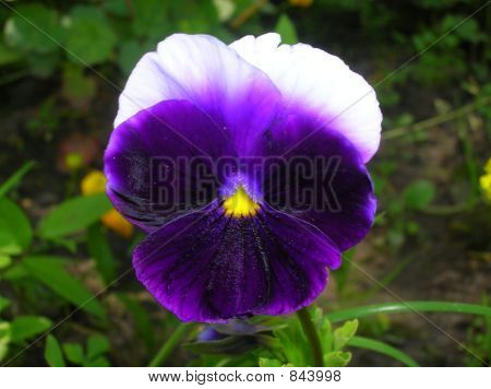 Pansy