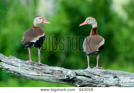 Ducks On Branch