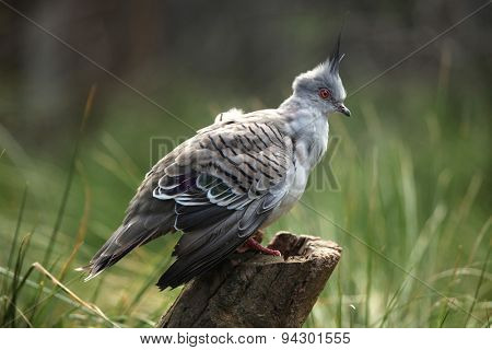 Crested pigeon (Ocyphaps lophotes), commonly called the atopknot pigeon. Wildlife animal. 