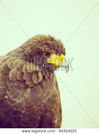 Golden Eagle ( Filtered image processed vintage effect. )