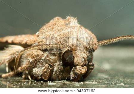 Night Insect Brown Moth