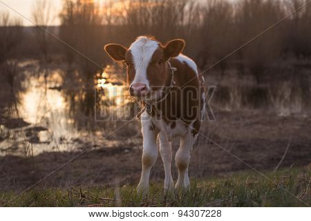 Calf Cow Standing On The Field At Sunset