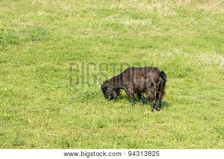 Black Goat Eating Plant