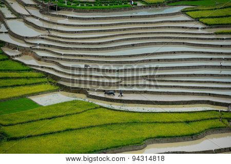 Terraced rice field in Mu Cang Chai, Vietnam