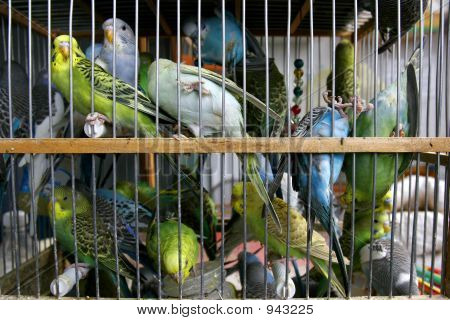 Many Budgerigars In Cage