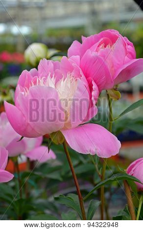 Beautiful Pink Peony Flowers