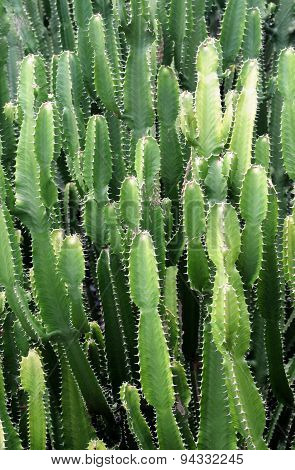 Botanical Garden Of Deshaies In Guadeloupe