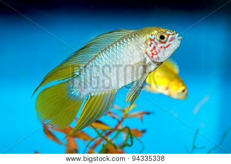Apistogramma Fish