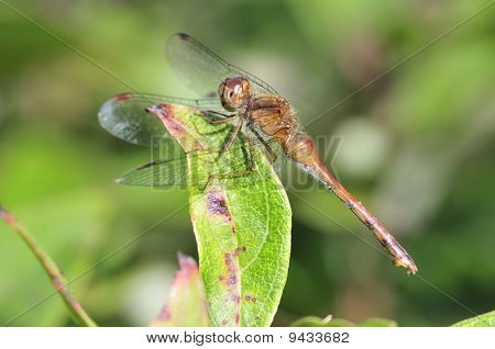 Yakut Meadowhawk