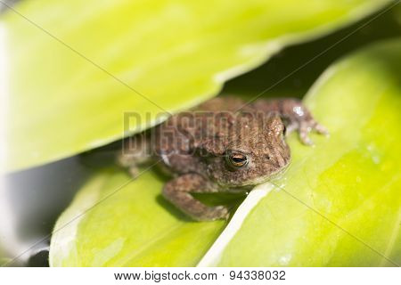 Frog