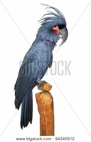 Great black grey Palm Cockatoo Parrot probosciger