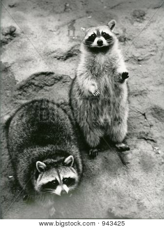 Racoons