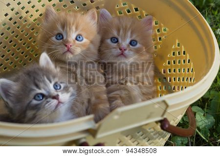 Red small kittens in grass.
