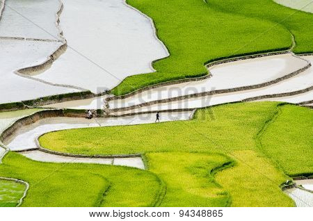 Terraced rice field in water season in Mu Cang Chai Vietnam