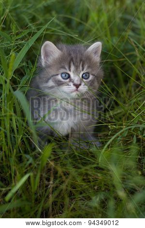 Small kitten in a grass.
