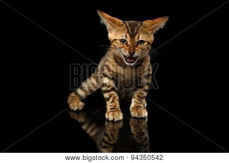 Bengal Kitty Stands and Hissing on Black
