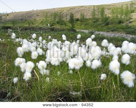 Eriophorum Scheuchzeri