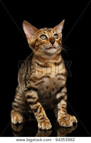 Bengal Kitty Sits and Looking Up dumbfounded on Black