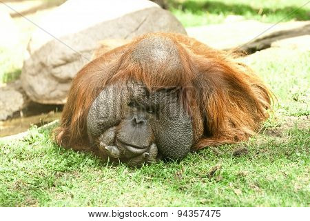 Orangutan