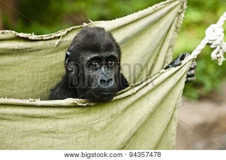 Gorilla