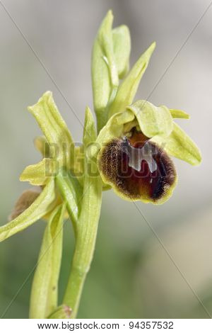 Early Spider Orchid