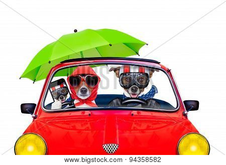 Dog Driving A Car