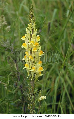 Common Toadflax
