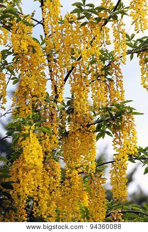 Yellow Laburnum Flowers On A Tree In Spring