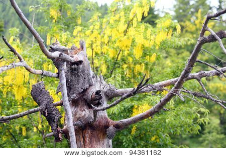 Yellow Laburnum Flowers And Dry Tree