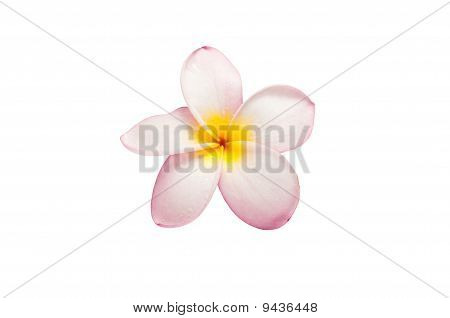 Frangipani közelről fehér