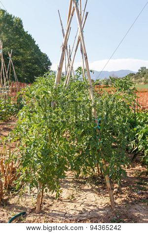 Garden Vegetables