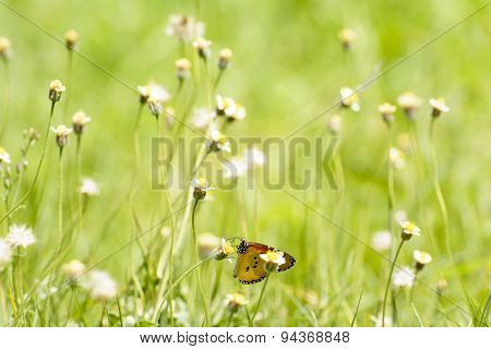 Butterfly and poaceae