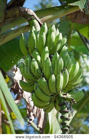 Green banana
