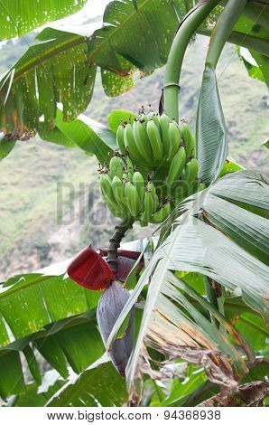 Green banana