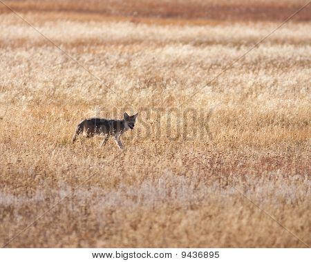 Coyote