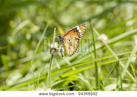 Butterfly and poaceae