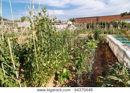 Garden Vegetables