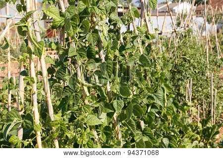 Garden Vegetables