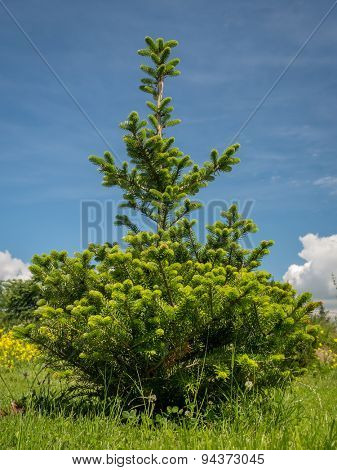 Young Abies koreana  growing in the backyard shot over blue sky