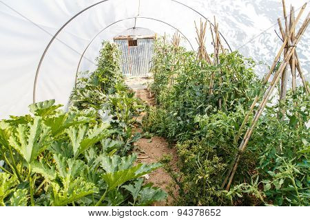Garden Vegetables