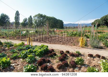 Garden Vegetables