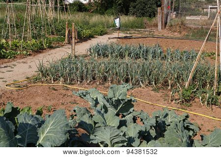 Vegetables in a garden