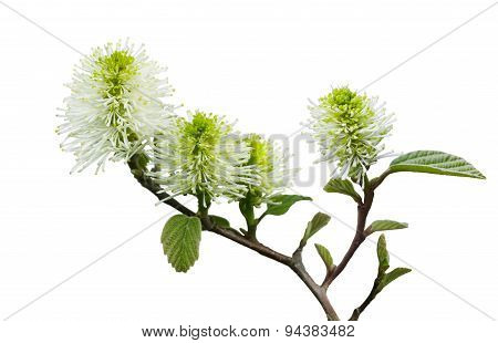 Dwarf Fothergilla Flower