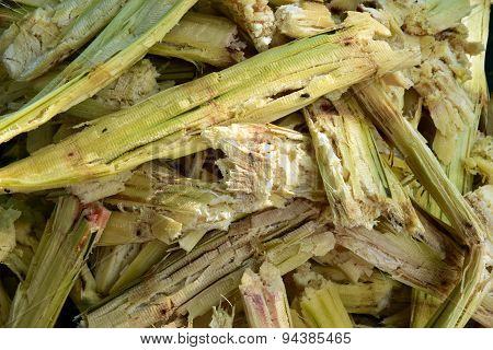 Cane and flies